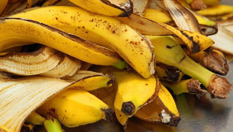 Банановую кожуру никто не ест, но она защищает от болезней и помогает похудеть. Как ее использовать?