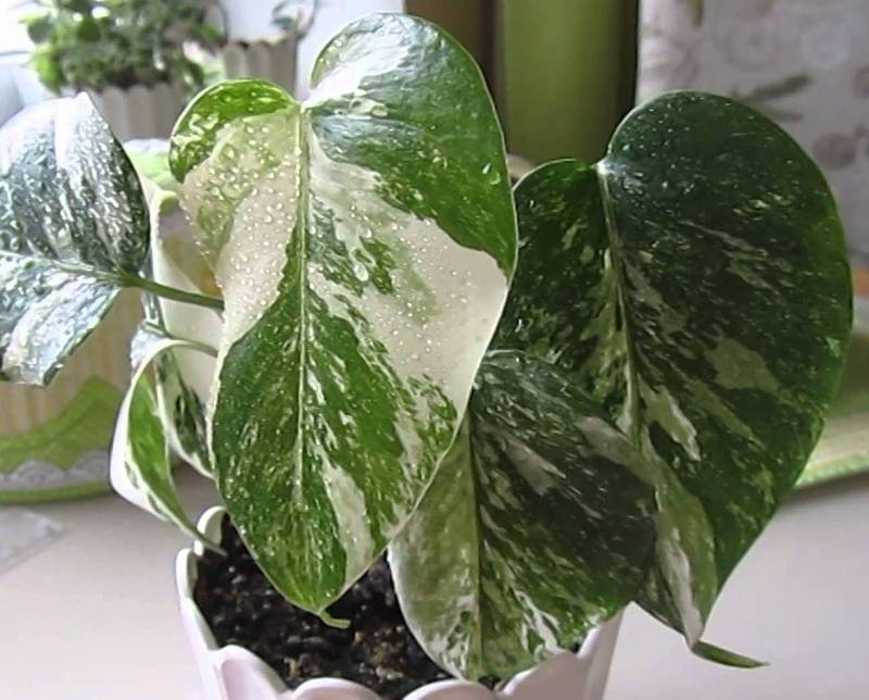 Монстера деликатесная 