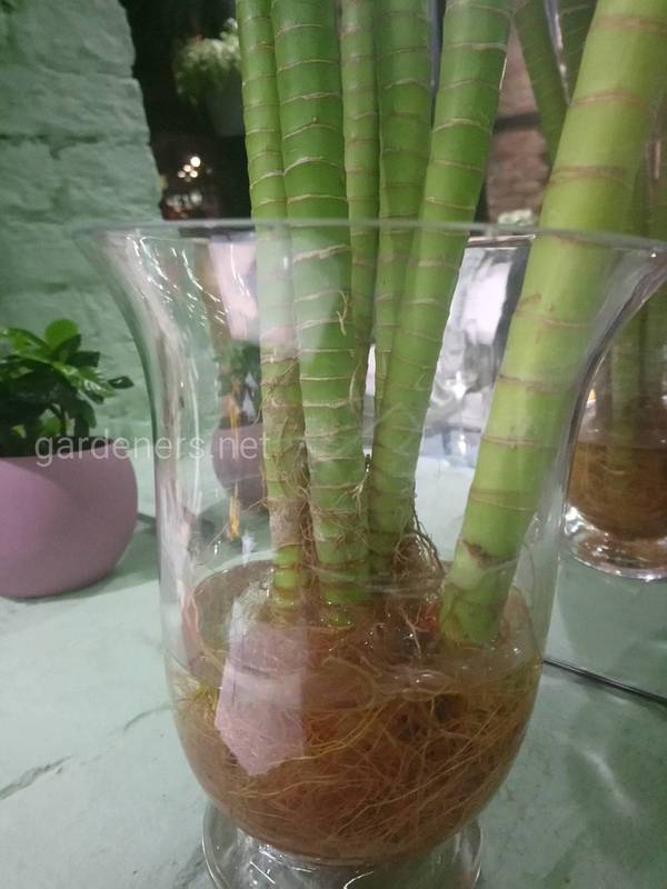 Як вирощувати бамбук в банці?
