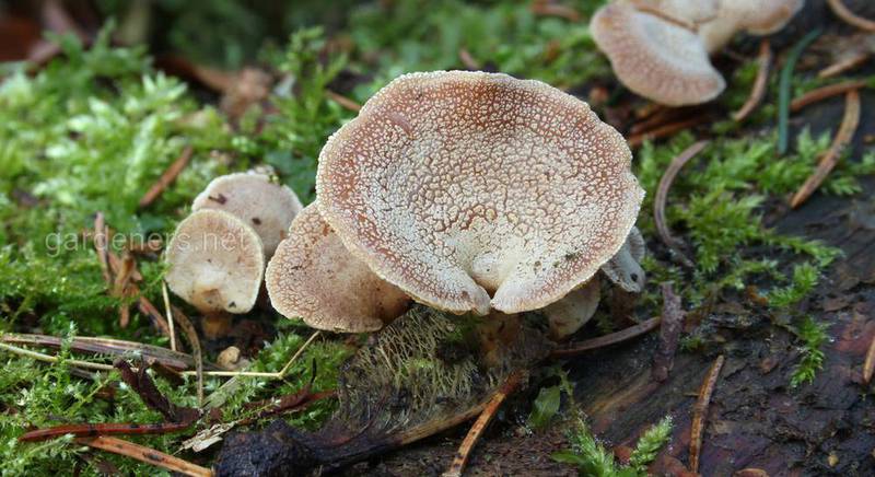 ТОП-15 самых поразительных фактов о мире грибов