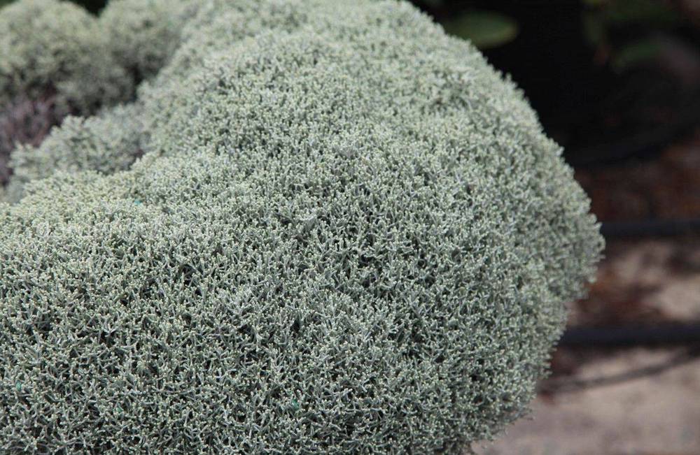 Calocephalus brownii «Silver Nugget»