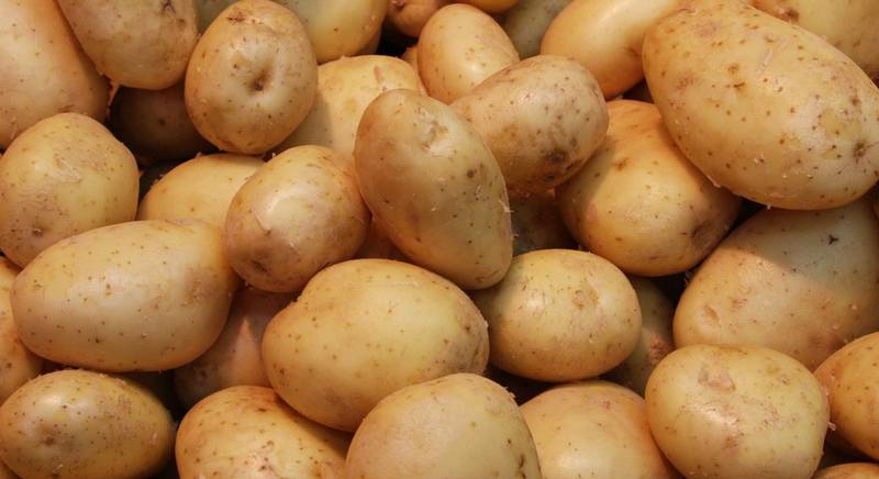 Как правильно хранить картофель в подвале