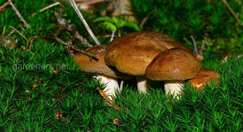 Пятерка лучших заготовок грибов на зиму: просто, доступно и пошагово