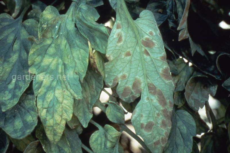 Вирусные болезни растений