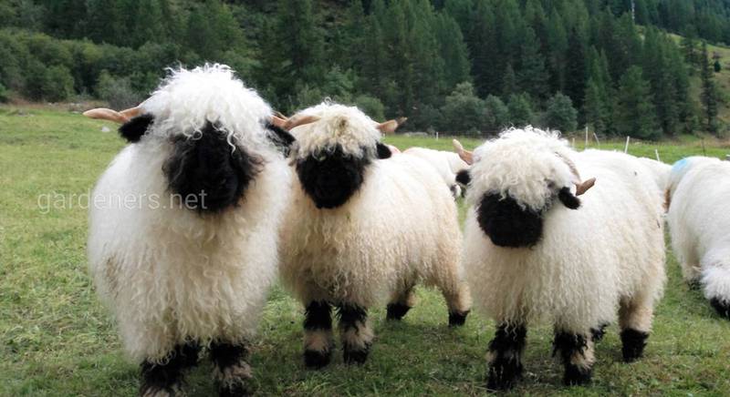 Валлисские черноносые овцы