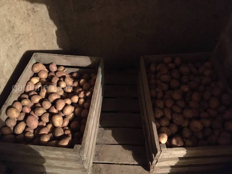 Зберігання картоплі в різні пори року
